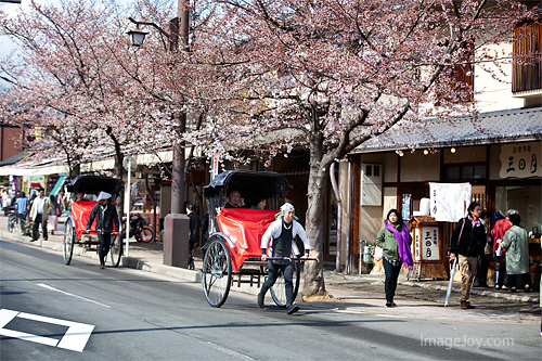 嵐山櫻花街頭與人力車