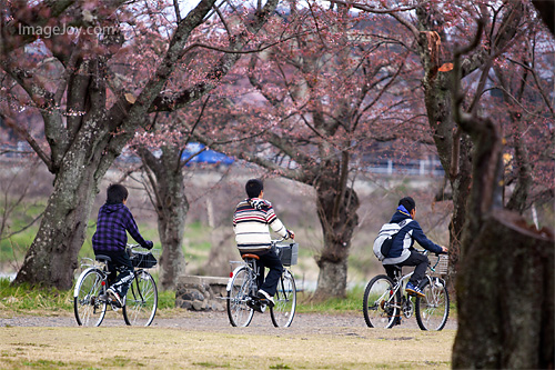 櫻花樹下的腳踏車