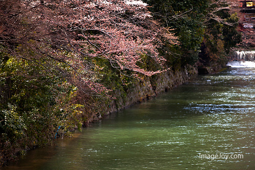 櫻花河流
