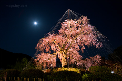 圓山公園二百年櫻花樹