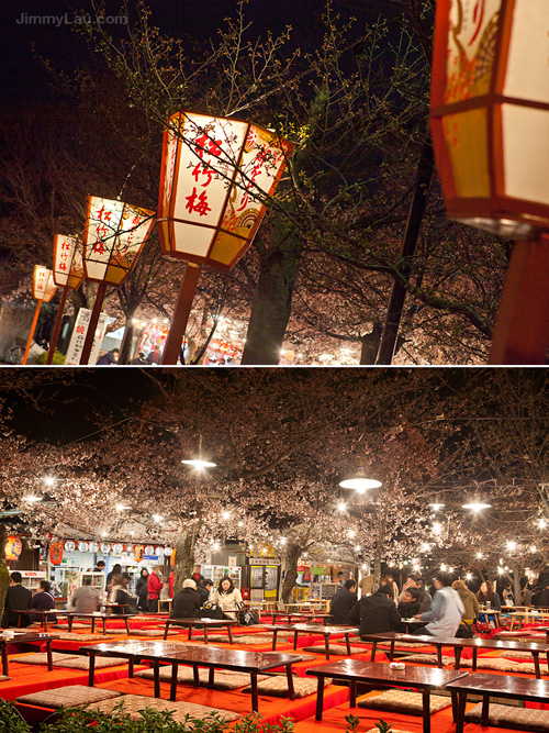 京都夜櫻花見