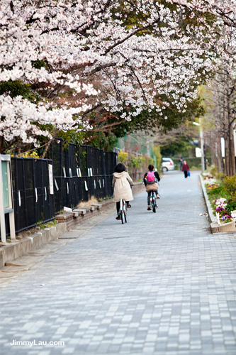 京都街頭櫻花
