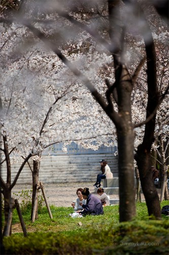 大阪城公園櫻花