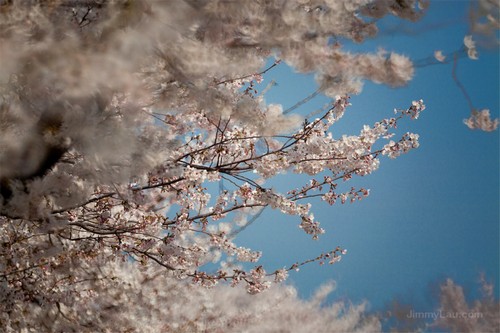 大阪城公園櫻花