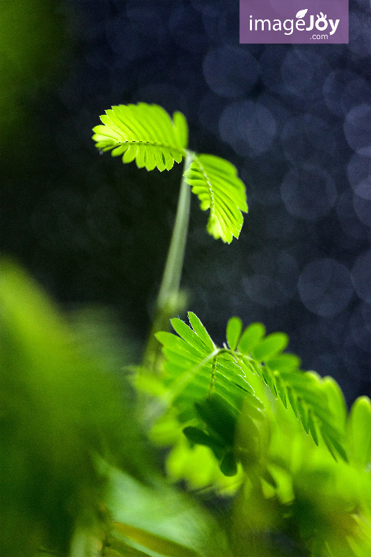 植物攝影